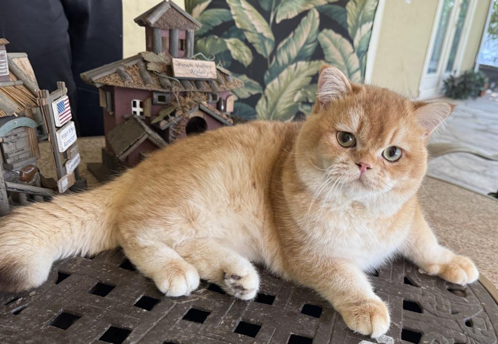 British Shorthair Golden Male photo 2