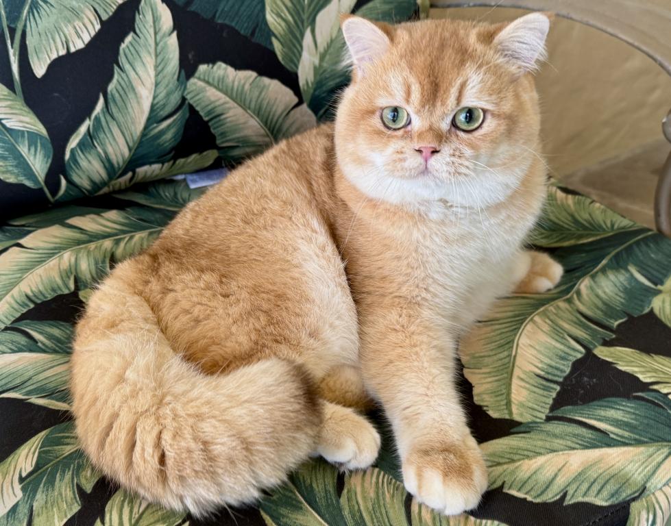 British Shorthair Golden Male photo 3