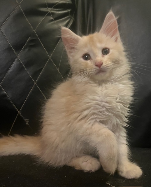 Kneesa Litter