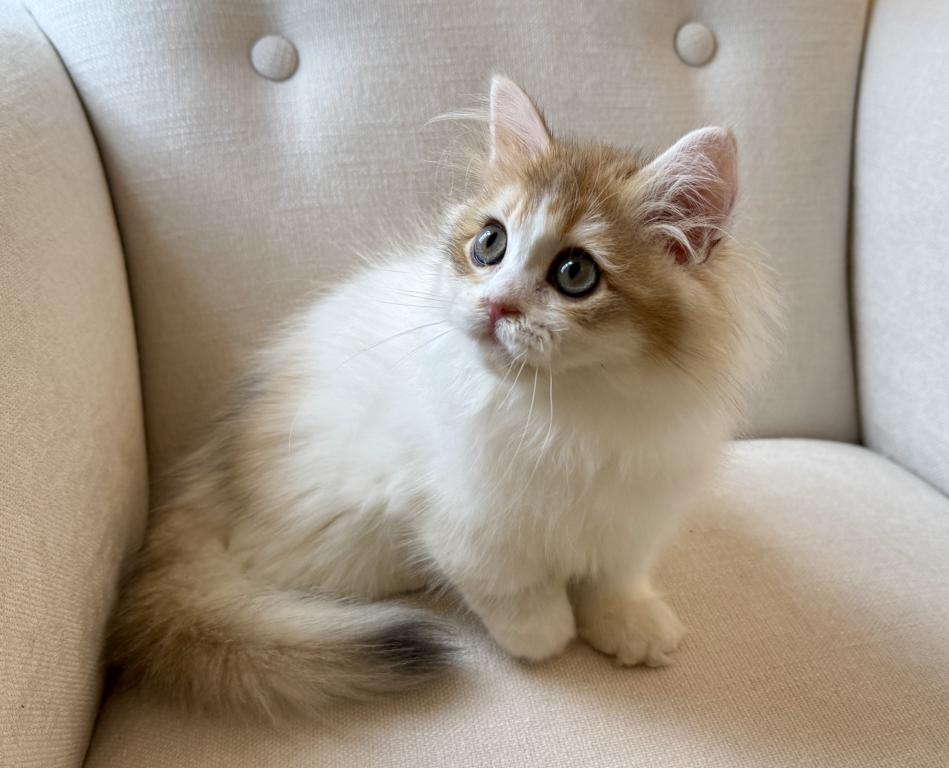 British Longhair Bicolor Female photo 7