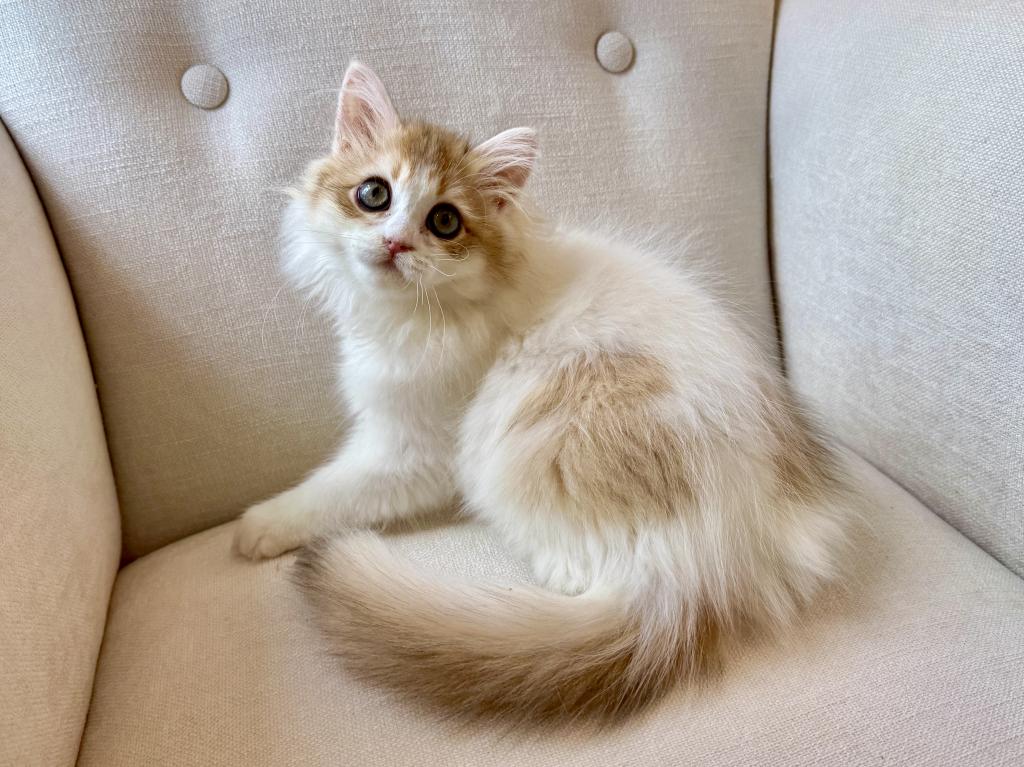 British Longhair Bicolor Female