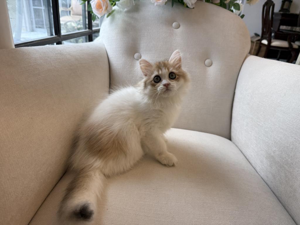 British Longhair Bicolor Female photo 3