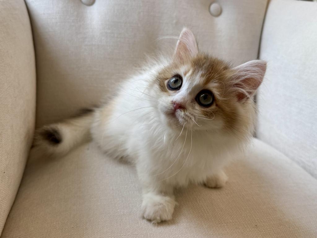 British Longhair Bicolor Female photo 2