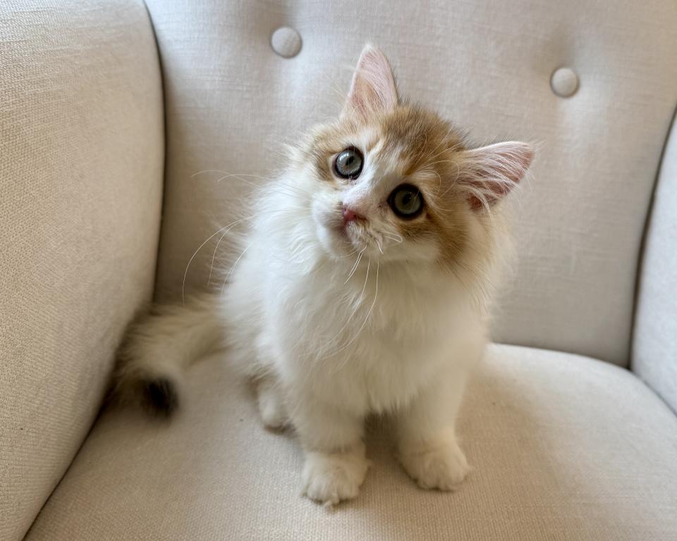 British Longhair Bicolor Female photo 6