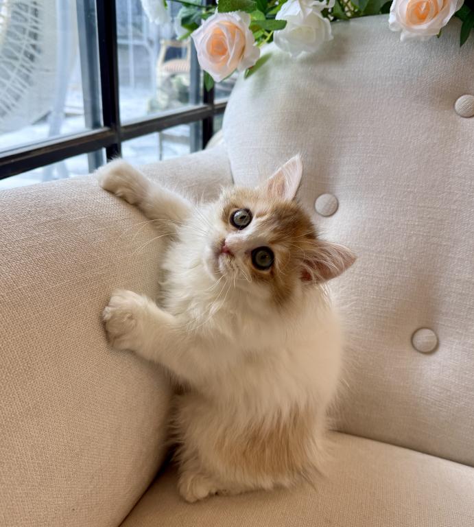British Longhair Bicolor Female photo 5
