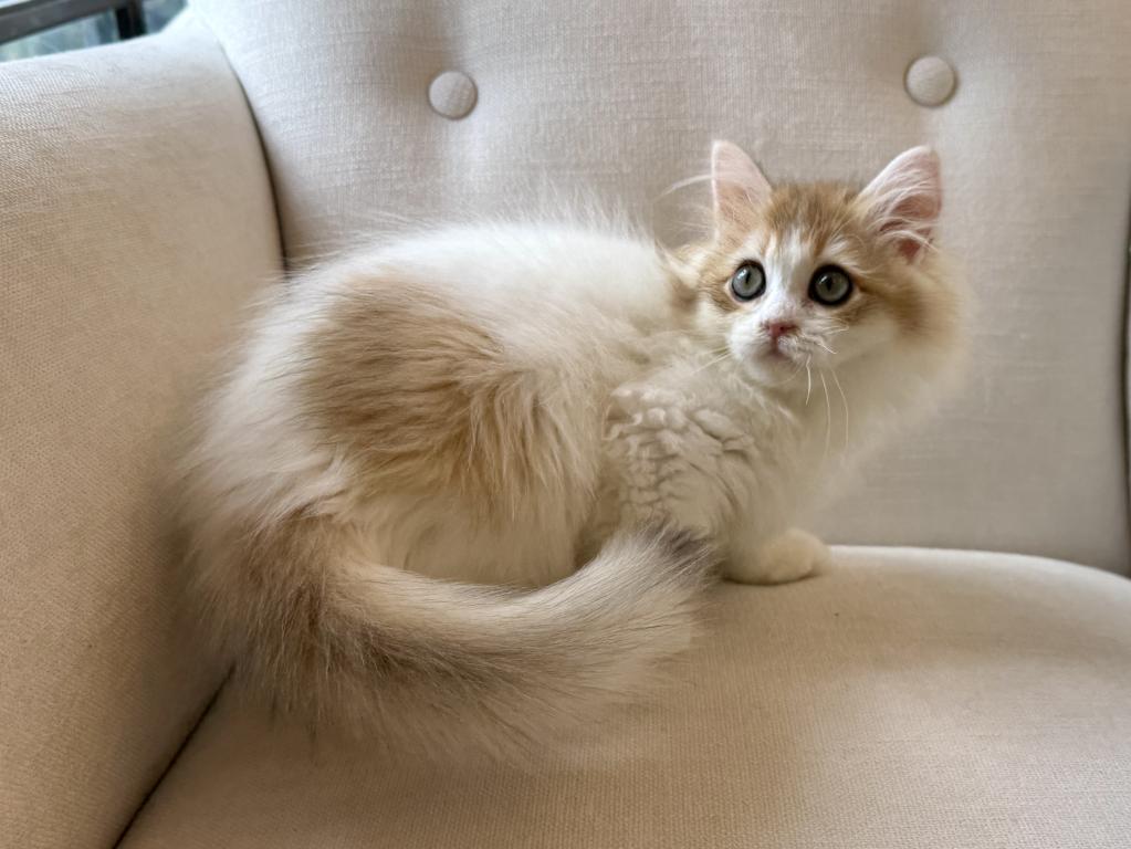 British Longhair Bicolor Female photo 4