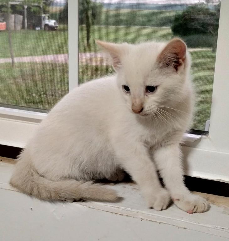 Oscar