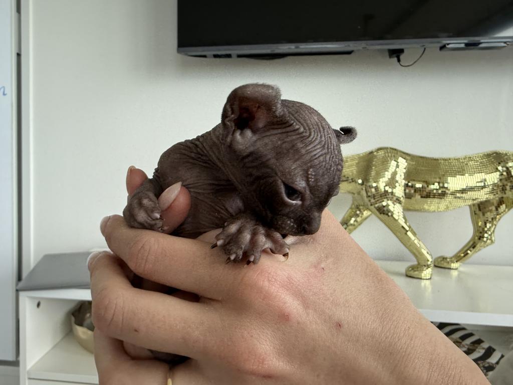 Sphynx Purebred April Litter photo 5