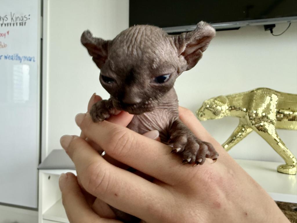 Sphynx Purebred April Litter photo 4