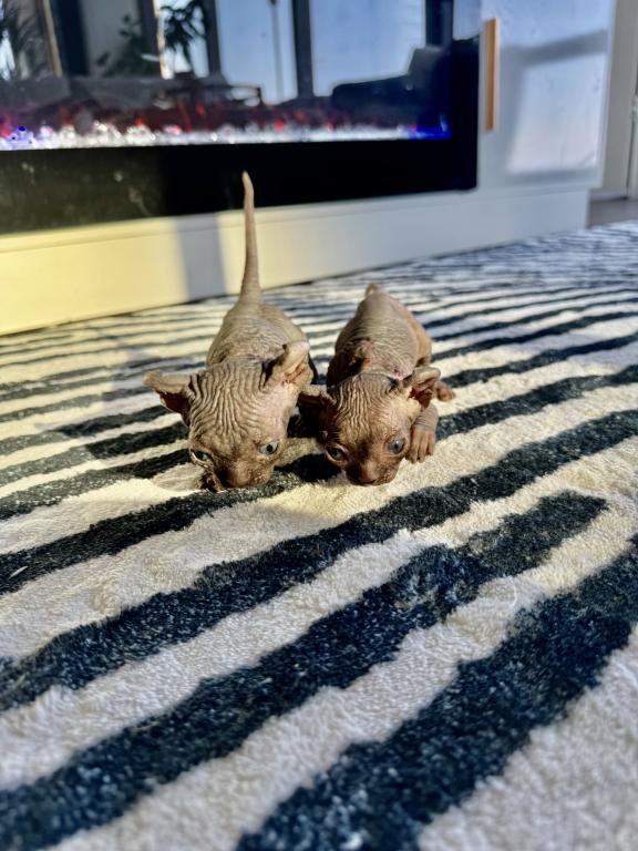 Sphynx Purebred April Litter photo 2