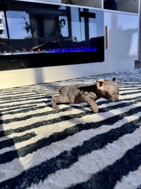 Sphynx Purebred April Litter photo 3