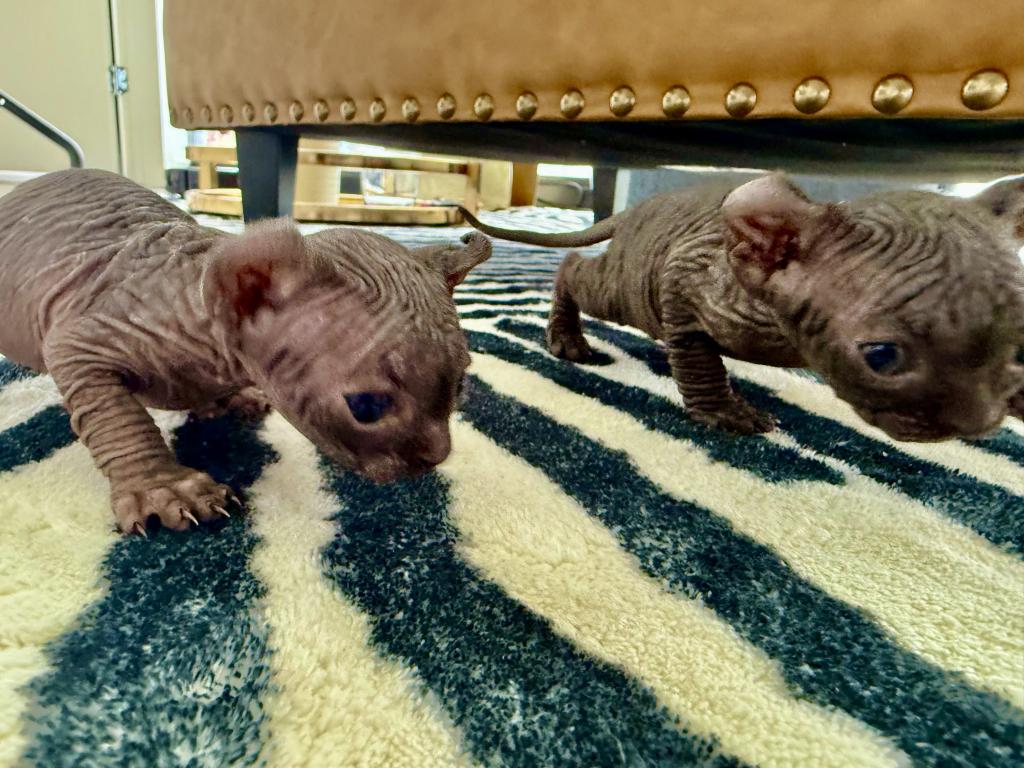 Sphynx Purebred April Litter photo 1