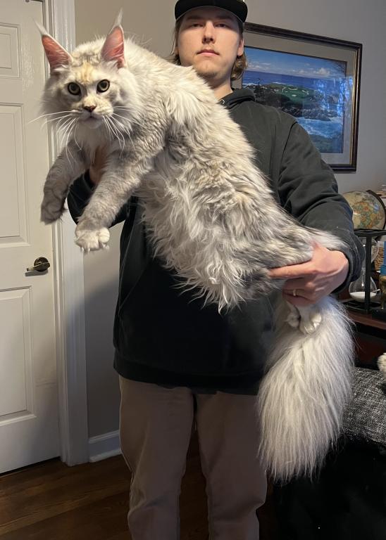 XXL Odis Polydactyl photo 2