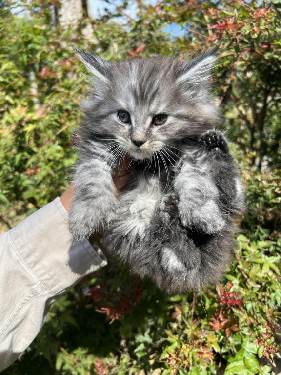 XXL Odis Polydactyl photo 3