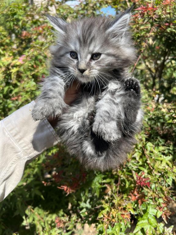 XXL Odis Polydactyl photo 4