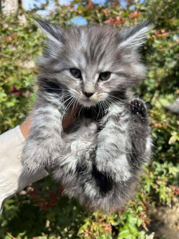 XXL Odis Polydactyl photo 1