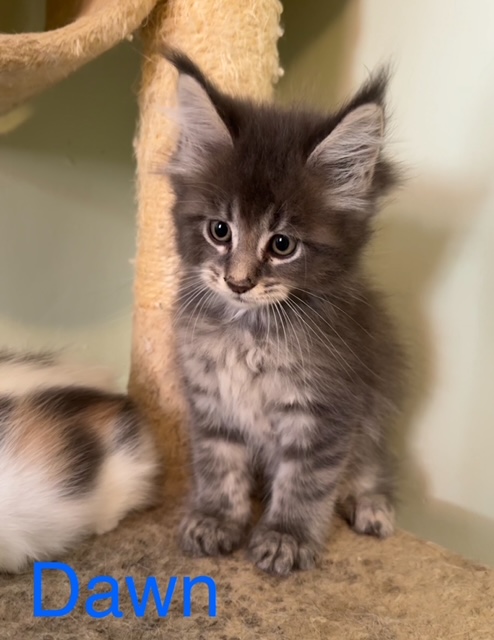 Novas Litter photo 6