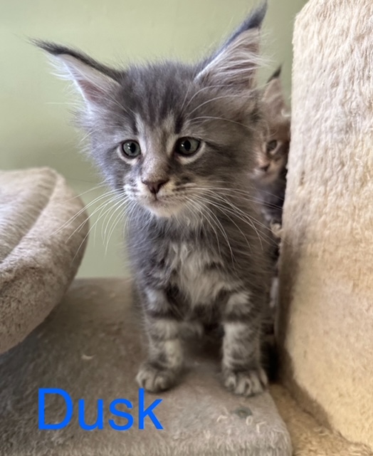 Novas Litter photo 5