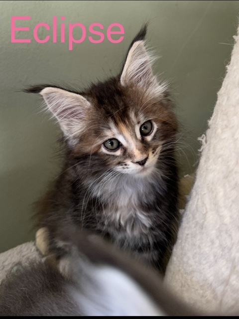 Novas Litter photo 3