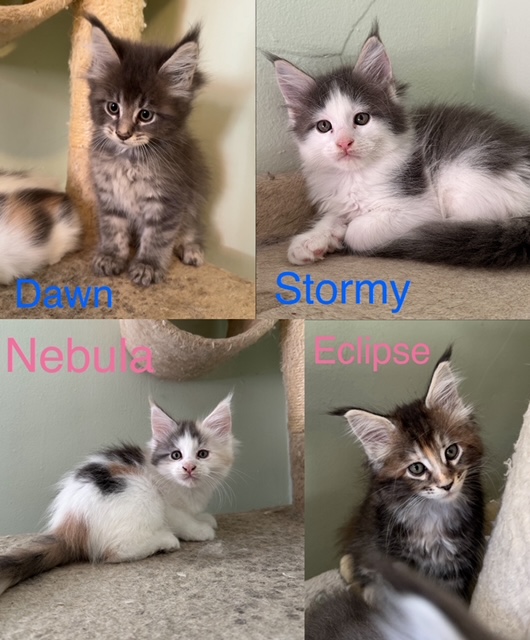 Novas Litter photo 1