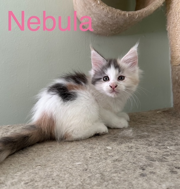 Novas Litter photo 4