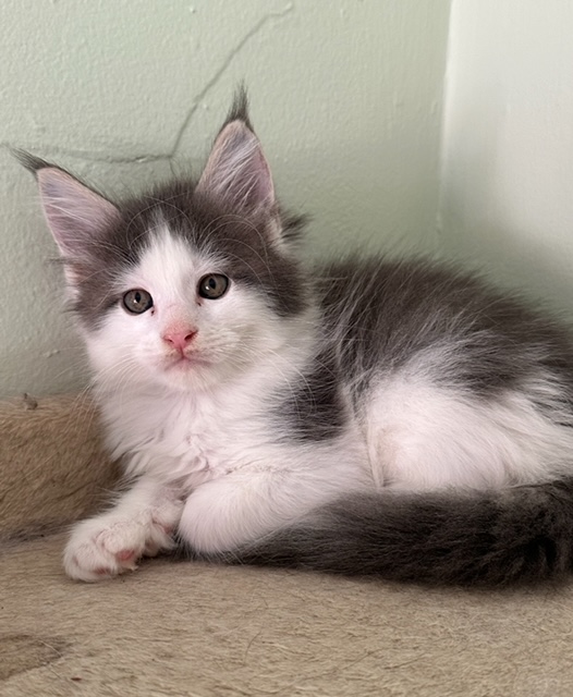 Novas Litter photo 2