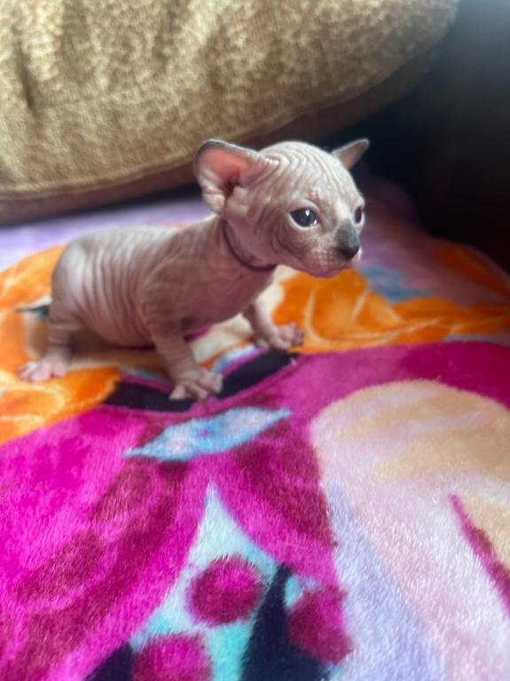 Sphynx Cleveland Columbus Pittsburgh photo 16