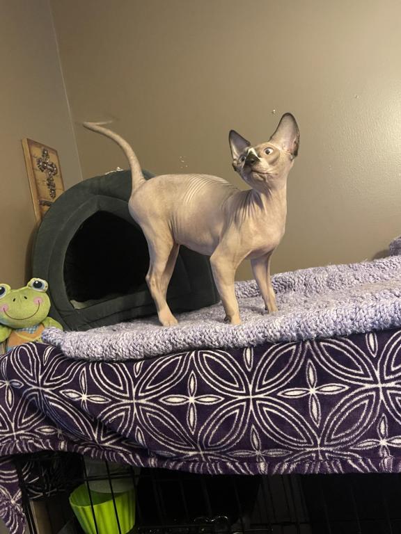 Sphynx Cleveland Columbus Pittsburgh photo 3