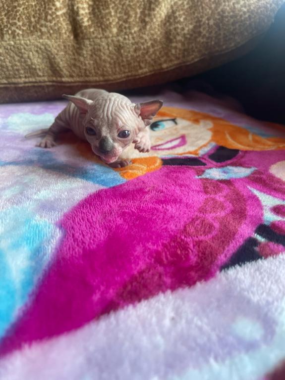 Sphynx Cleveland Columbus Pittsburgh photo 1