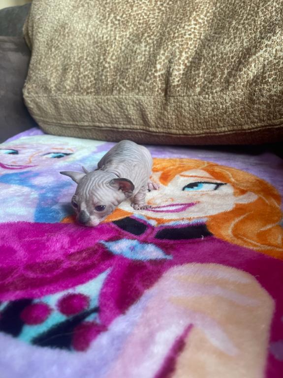 Sphynx Cleveland Columbus Pittsburgh photo 13