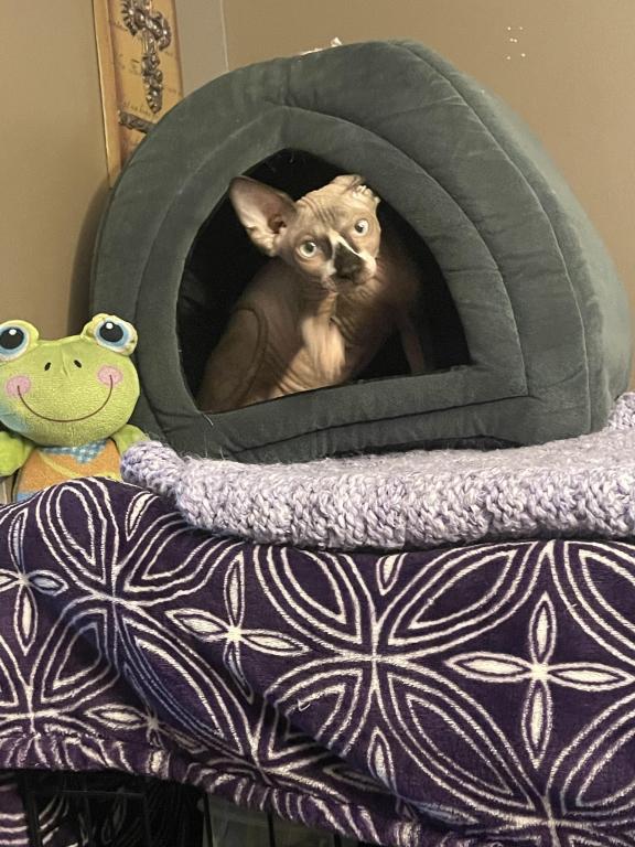 Sphynx Cleveland Columbus Pittsburgh photo 6