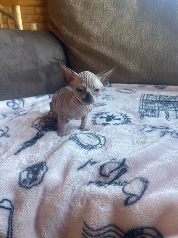 Sphynx Cleveland Columbus Pittsburgh photo 9