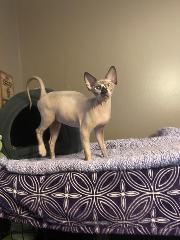 Sphynx Cleveland Columbus Pittsburgh photo 7