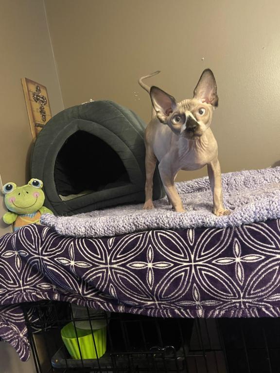 Sphynx Cleveland Columbus Pittsburgh photo 4