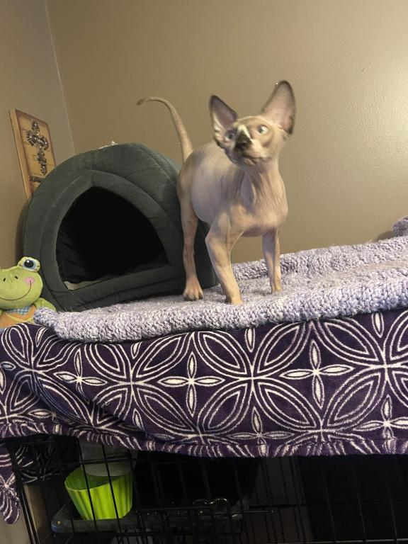 Sphynx Cleveland Columbus Pittsburgh photo 5