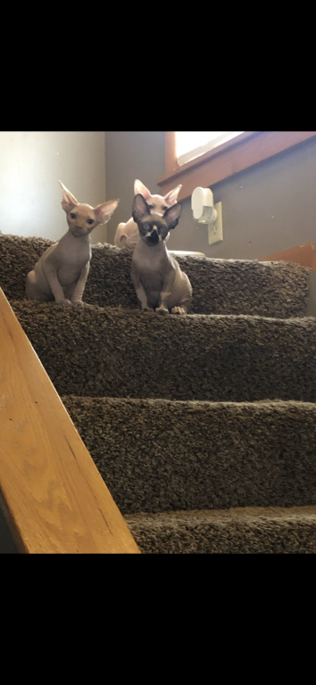 Sphynx Cleveland Columbus Pittsburgh photo 8