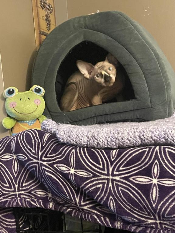 Sphynx Cleveland Columbus Pittsburgh photo 2