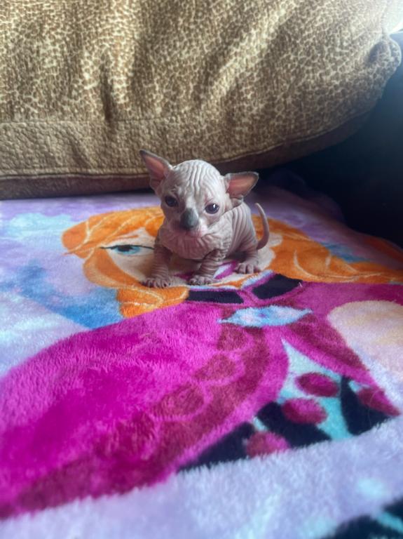 Sphynx Cleveland Columbus Pittsburgh photo 10
