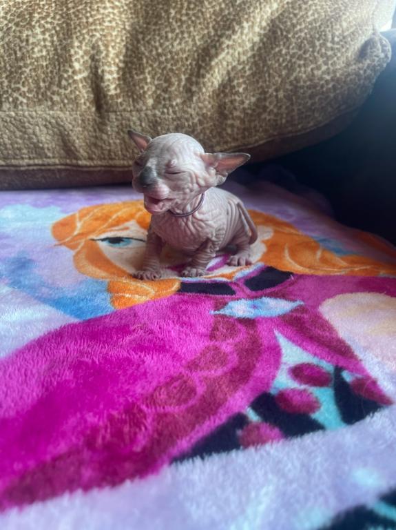 Sphynx Cleveland Columbus Pittsburgh photo 11