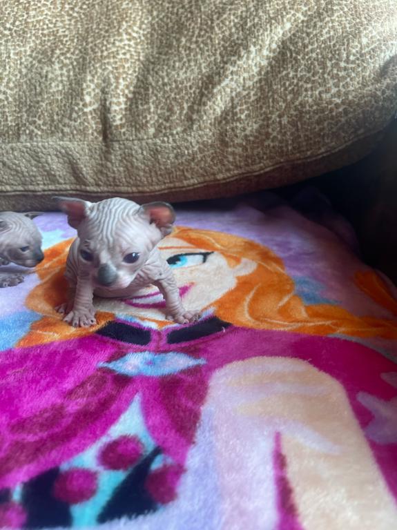 Sphynx Cleveland Columbus Pittsburgh photo 12