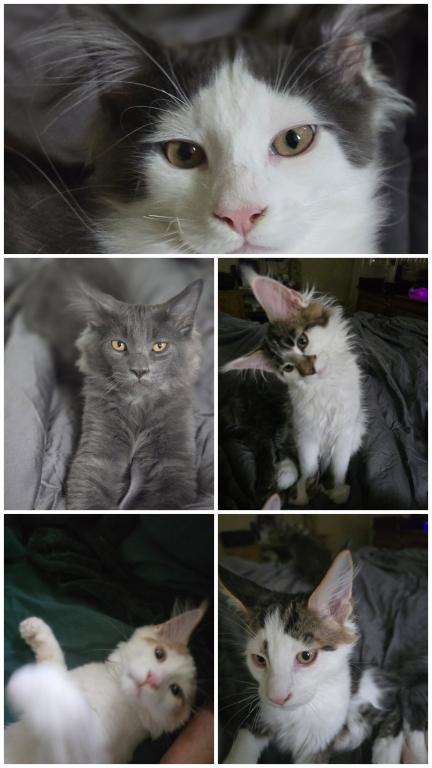 Apollo X Calypso photo 2