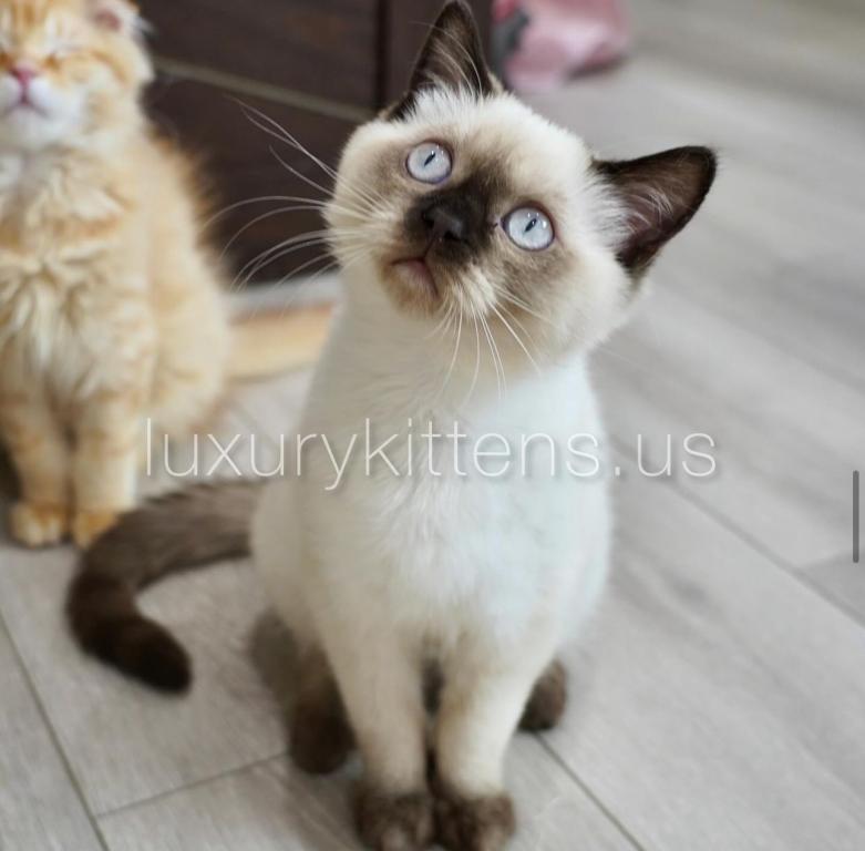 Chocolate Point Scottish Straight Male LA photo 2
