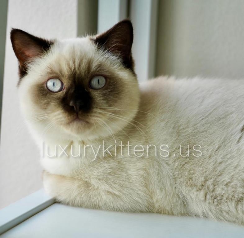 Chocolate Point Scottish Straight Male LA photo 1