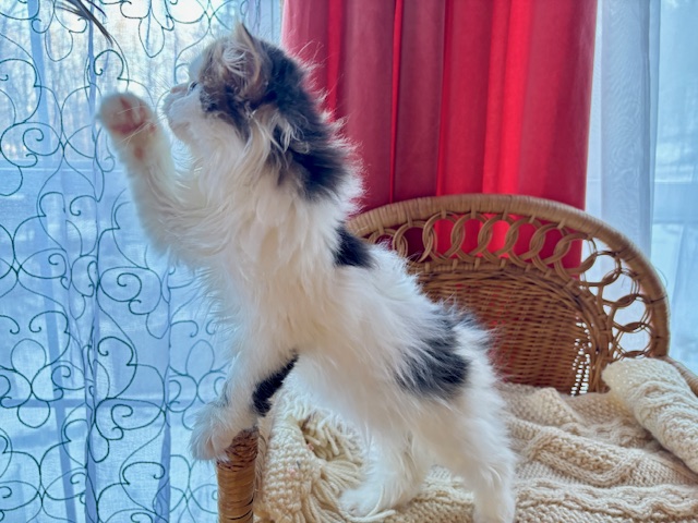 Enzo photo 9