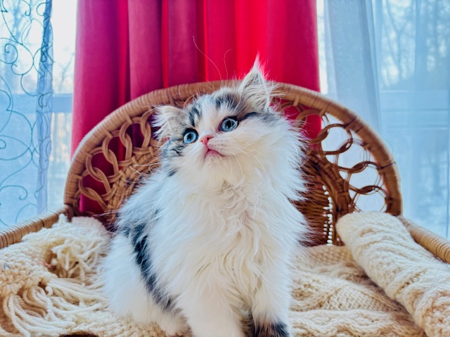 Enzo photo 8