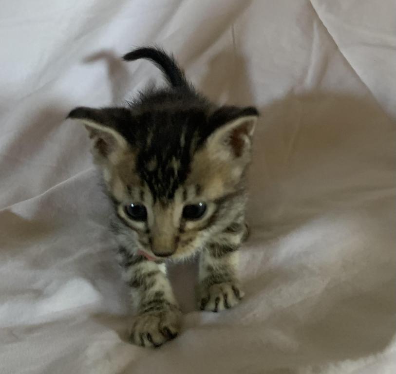 F 6 SAVANNAH Whizzles Litter photo 3