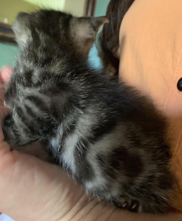 F 6 SAVANNAH Whizzles Litter photo 1