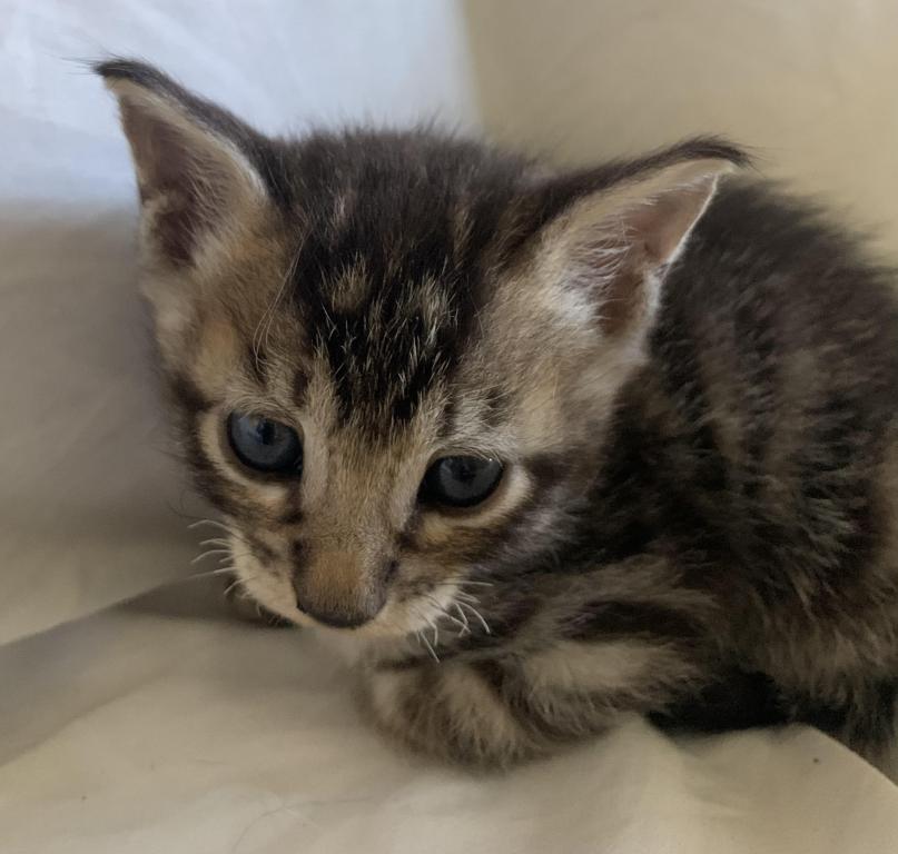 F 6 SAVANNAH Whizzles Litter photo 8