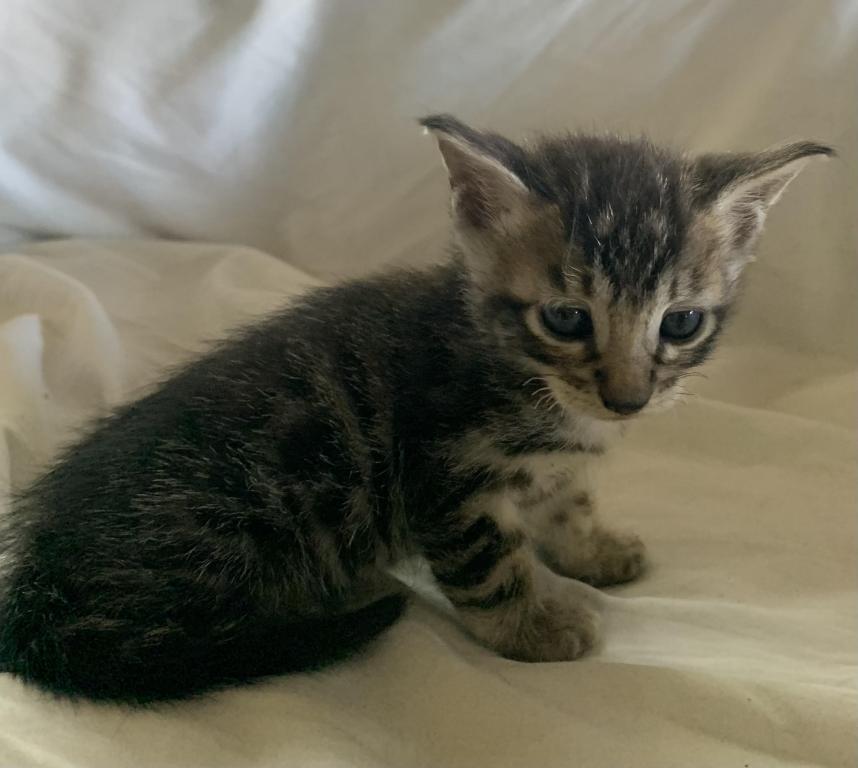 F 6 SAVANNAH Whizzles Litter photo 5