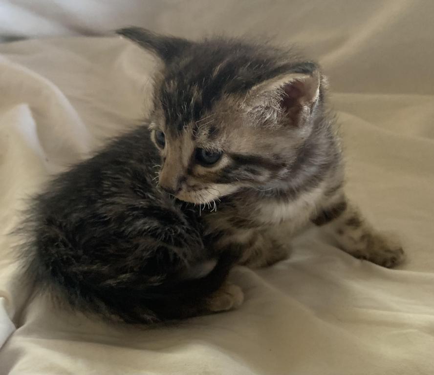 F 6 SAVANNAH Whizzles Litter photo 4